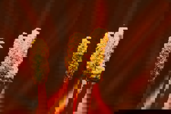 Manchester Urban Observatory delivers UK first for real-time pollen detection