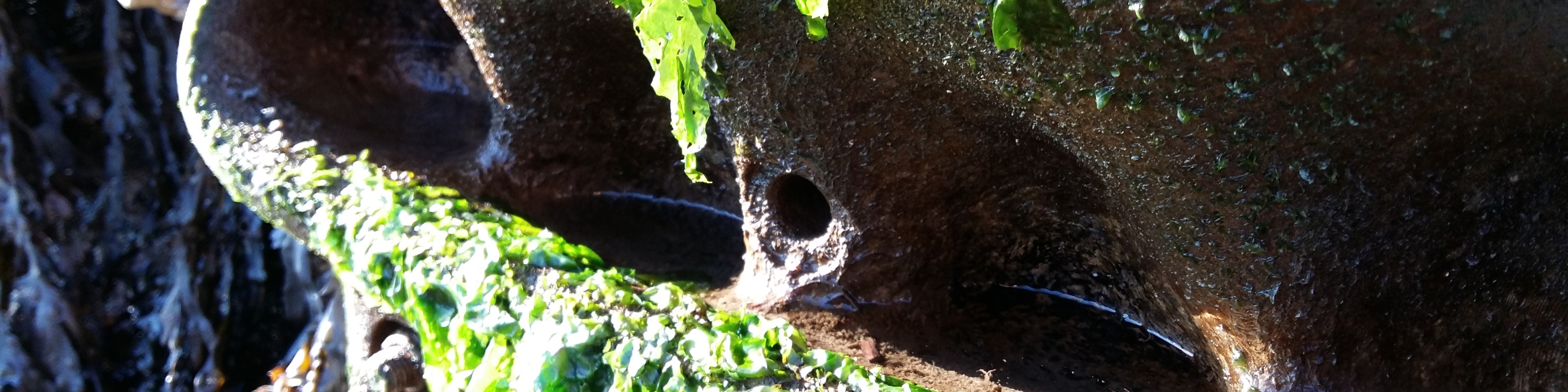 iPACT webinar: Living Seawalls in Plymouth 29 April