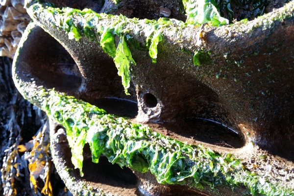 iPACT webinar: Living Seawalls in Plymouth 29 April